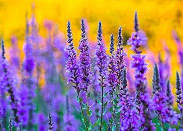 Steam Deck 2022年12月20大游戏 《巫师3》在列